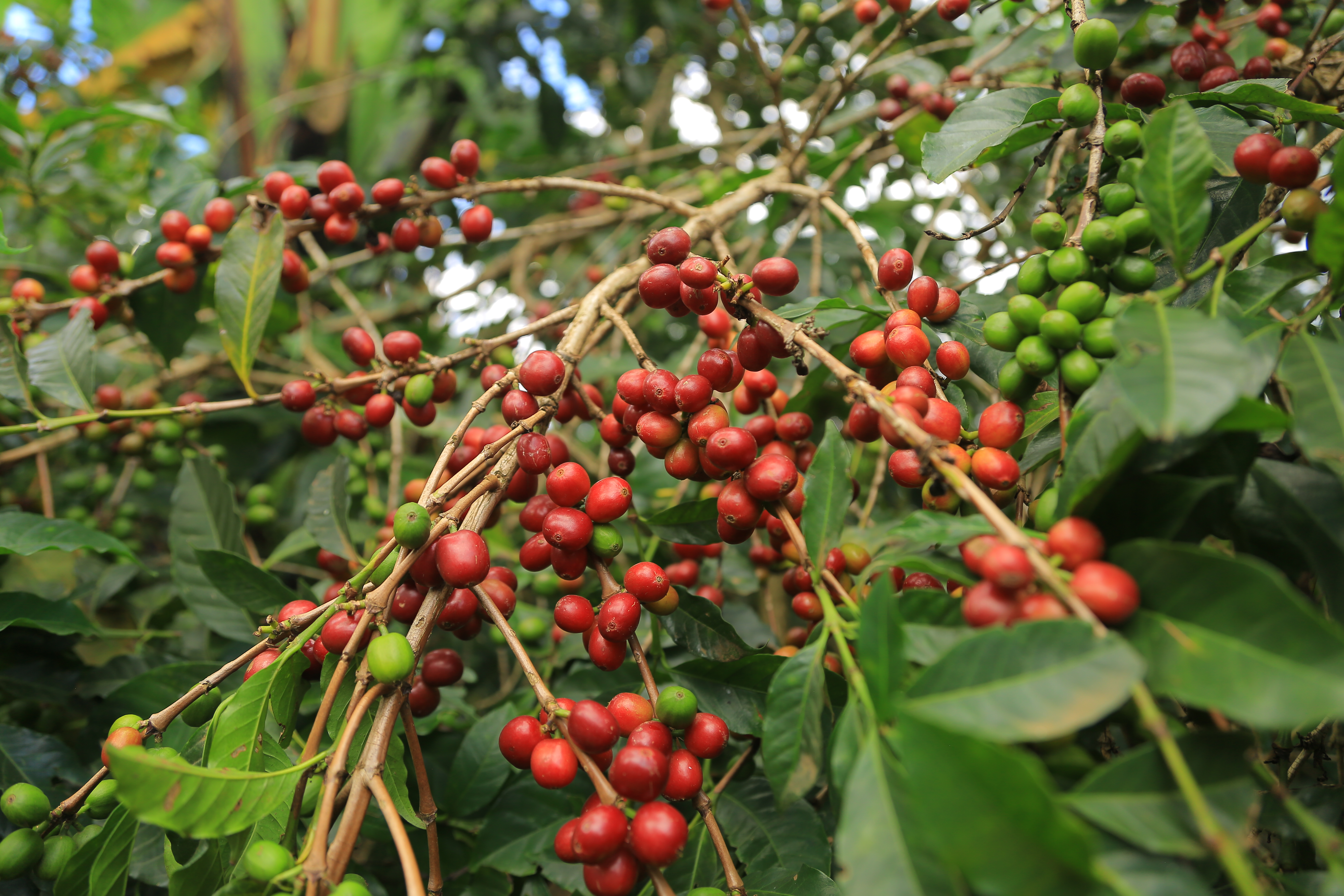 The Arabica Heritage.
